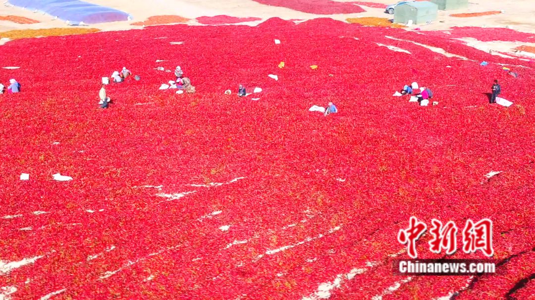 全球12%辣椒红素产自新疆这座小城(图13)