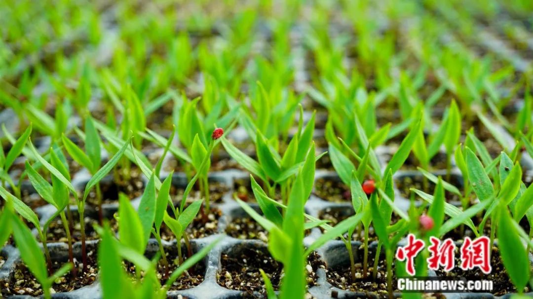 全球12%辣椒红素产自新疆这座小城(图14)