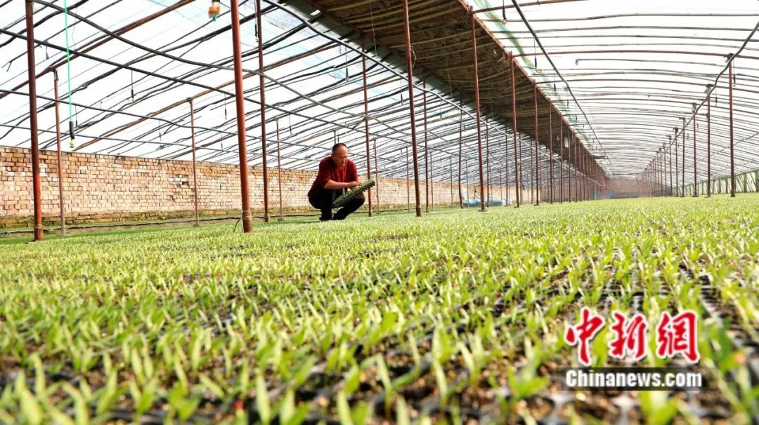 全球12%辣椒红素产自新疆这座小城(图16)